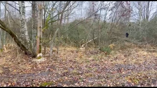 Бобры на Московском море готовятся к зиме. Бобровый лесоповал.