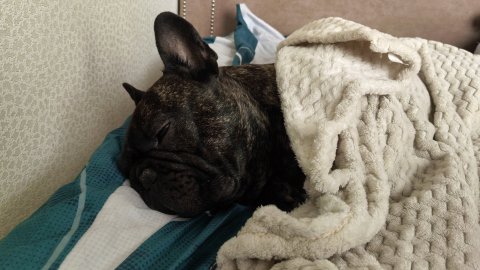 Крашик отсыпается