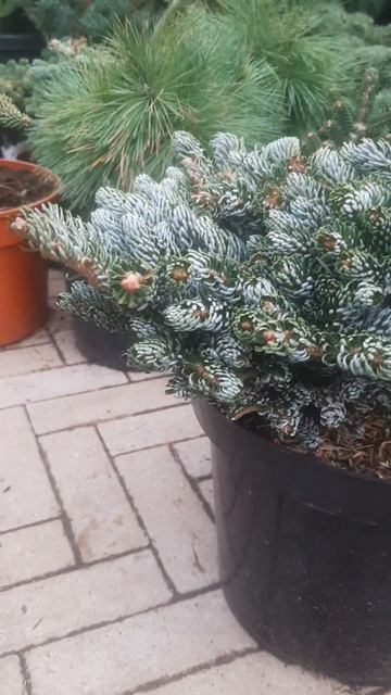 ❤🌲Пихта Корейская Когоутс Айсбрекер
✔Продажа растений в телеграм канале: 
https://t.me/love_is_hvoin