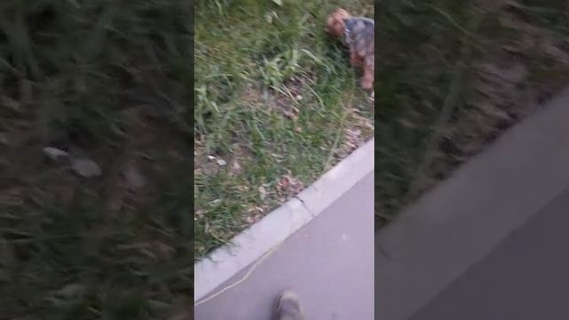 Мы идём гулять с собакой! | 3-ноя-2025