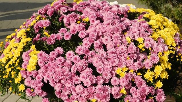 02=11=2025  ник  КРАСНОДАР   (75)