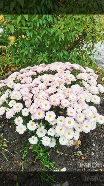 Пахнет хризантемами в саду