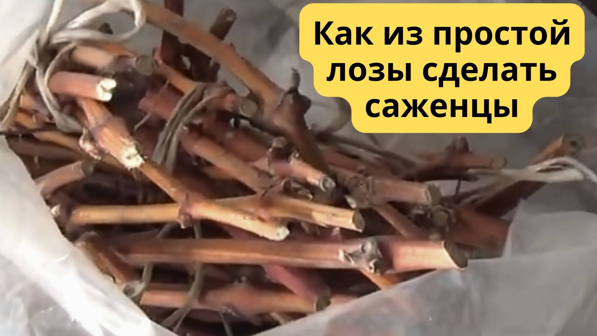 РАЗМНОЖЕНИЕ ВИНОГРАДА ЧУБУКАМИ. КАК ПРАВИЛЬНО ПОДГОТОВИТЬ И ОТОБРАТЬ ЧУБУКИ.