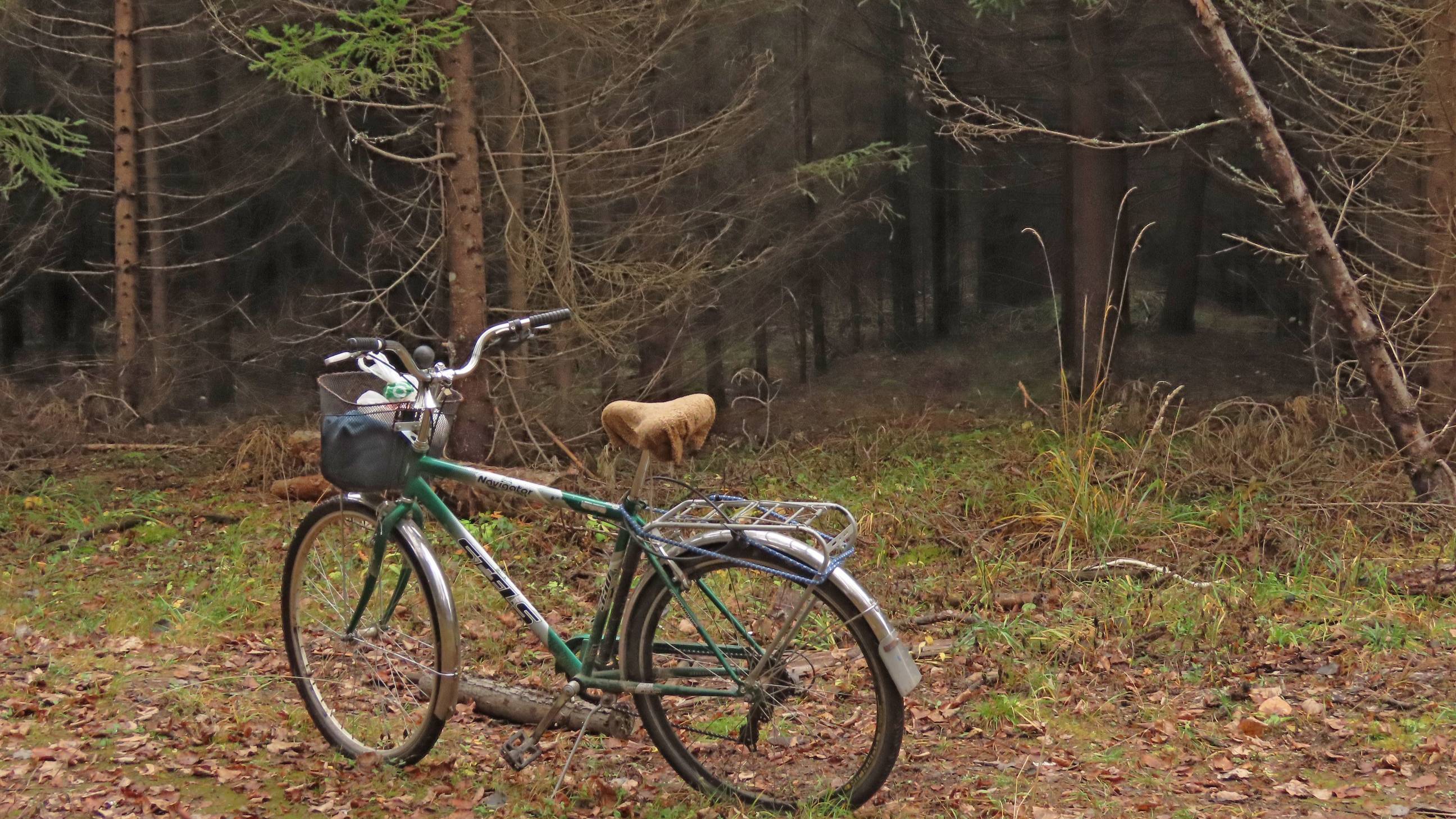 В старом Ильинском лесу. Катаюсь на велосипеде.