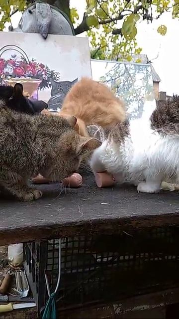 Любит не любит....mp4