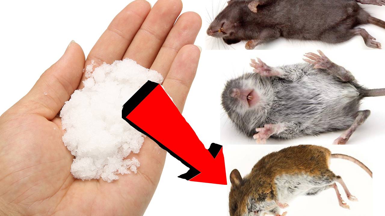 Как избавиться от мышей и крыс За 3 Секунды.!.!.!.