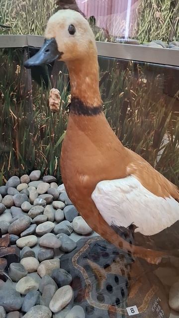 Уточка Огарь❤️🔥в Краеведческом Музее, Камышин #утки #птицы #музей #краеведение