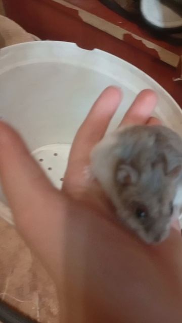 хомячок джунгарик 🐹🐹🐹🐹🐹🐹🐹🐹🐹🐹🐹🐹🐹🐹🐹🐹🐹🐹🐹🐹🐹🐹🐹🐹🐹🐹🐹🐹🐹🐹🐹🐹🐹🐹🐹🐹🐹🐹🐹🐹🐹