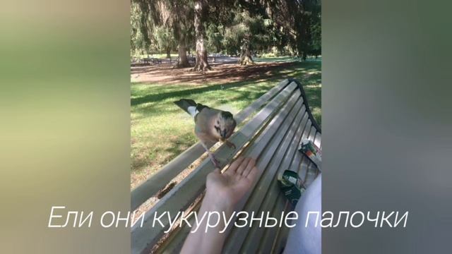 Кисловодск. Кормили соек орешками ❤️