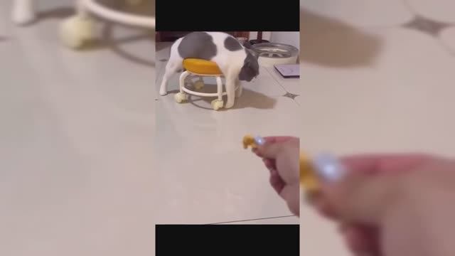 😮🤣 ЛЕНЬ - МАТУШКА родилась ранее этих наших милых кисок...