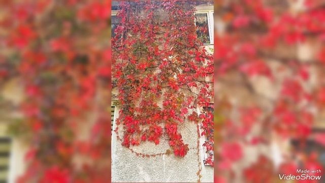 Тыквенный октябрьский Зеленоградск 2025