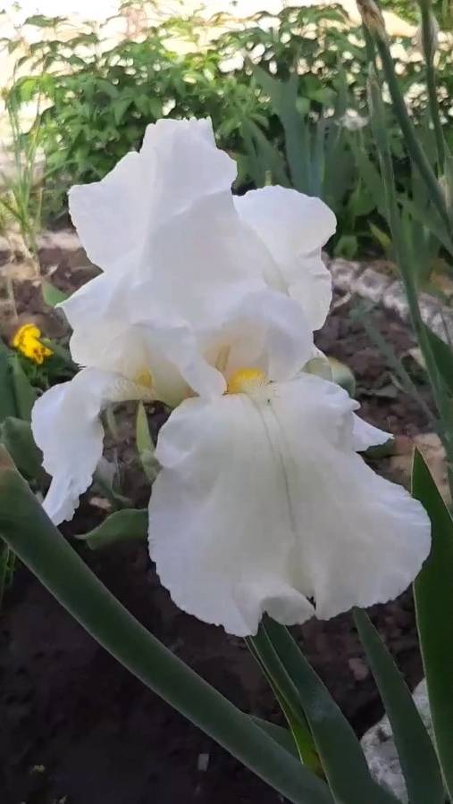 ирис 'Snow Flurry' (Clara Rees, R. 1939)