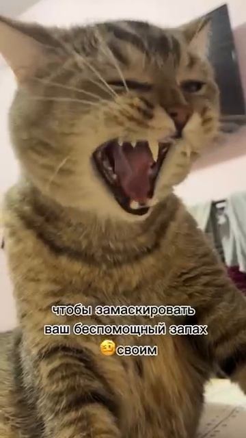 Страшная тайна кошек.mp4