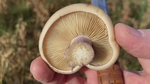 Грибы пошли