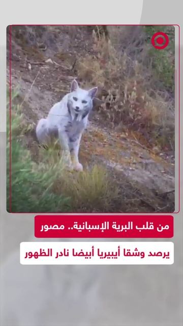 مصور يرصد وشقا أيبيريا أبيضا في جنوب إسبانيا