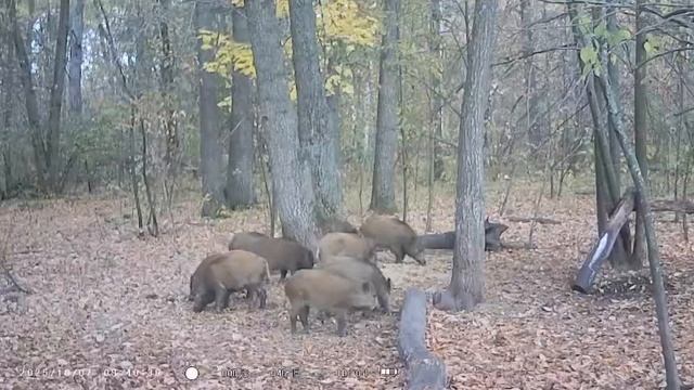 В объектив фотоловушки в Мелекесском районе попало семейство кабанов.