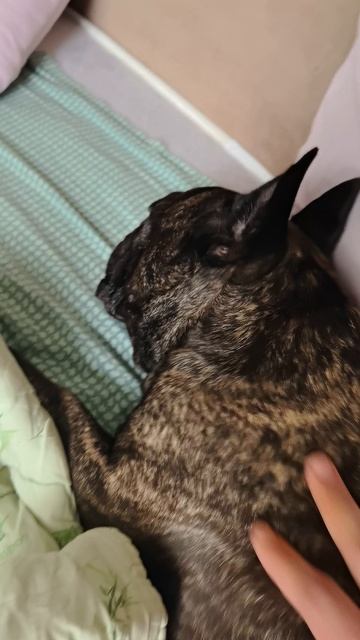 Краш отсыпается после дачи | еле уговорил пойти гулять