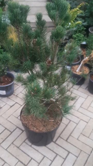 ❤🌲Сосна Мелкоцветковая Бонсай
✔Продажа растений в телеграм канале:
https://t.me/love_is_hvoiny_dvori