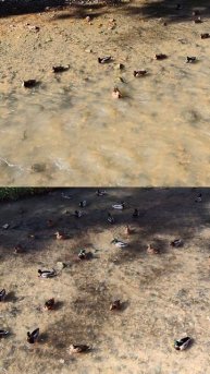 Нашествие уток 🦆