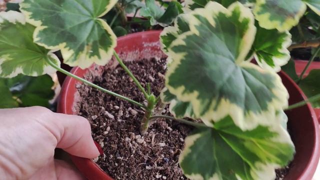 В этом видео подробно обрезка куста пересадка с уменьшением корневой. Условия для содержания зимой.