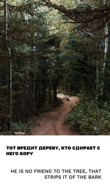 Кора, лаять