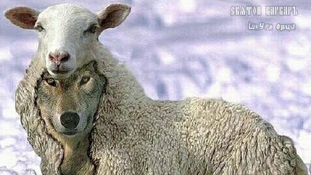 HÒLY WÁRWAR - Шкура овцы