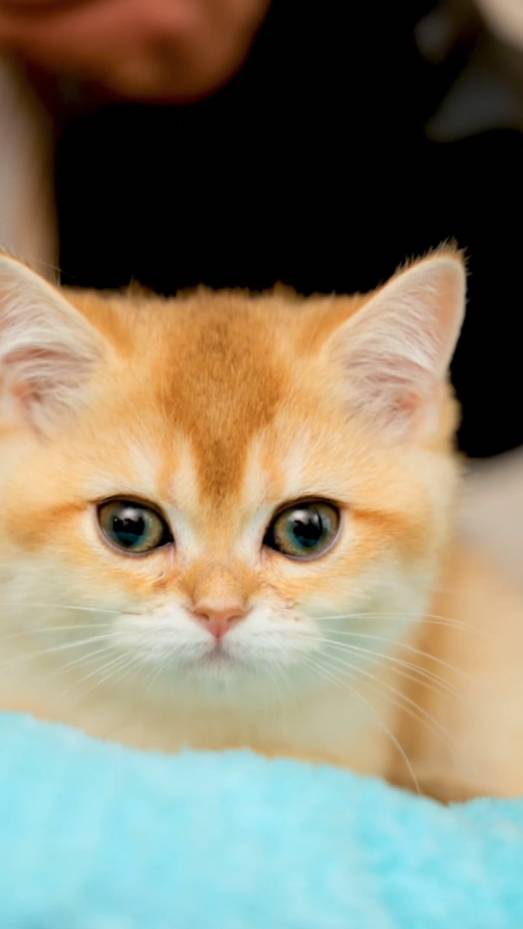 Любой хороший день начинается с котейки😻