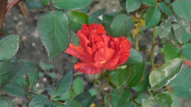 02=11=2025  ник  КРАСНОДАР   (95)