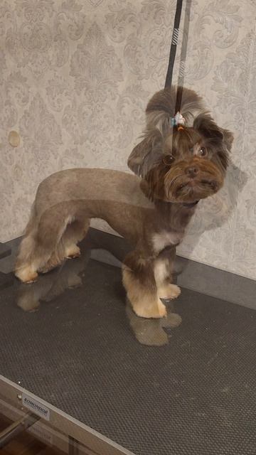 Груминг шоколадного йорка до/после