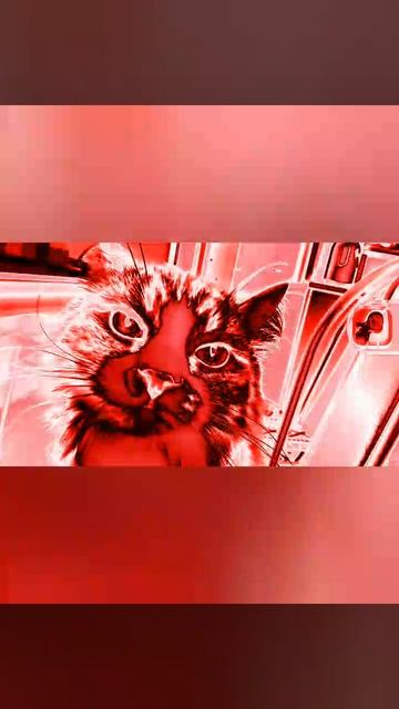 крутой Барсик