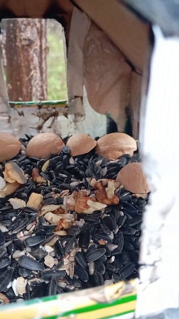 04.11.25. пополнила кормом дальние кормушки для синиц и белочек