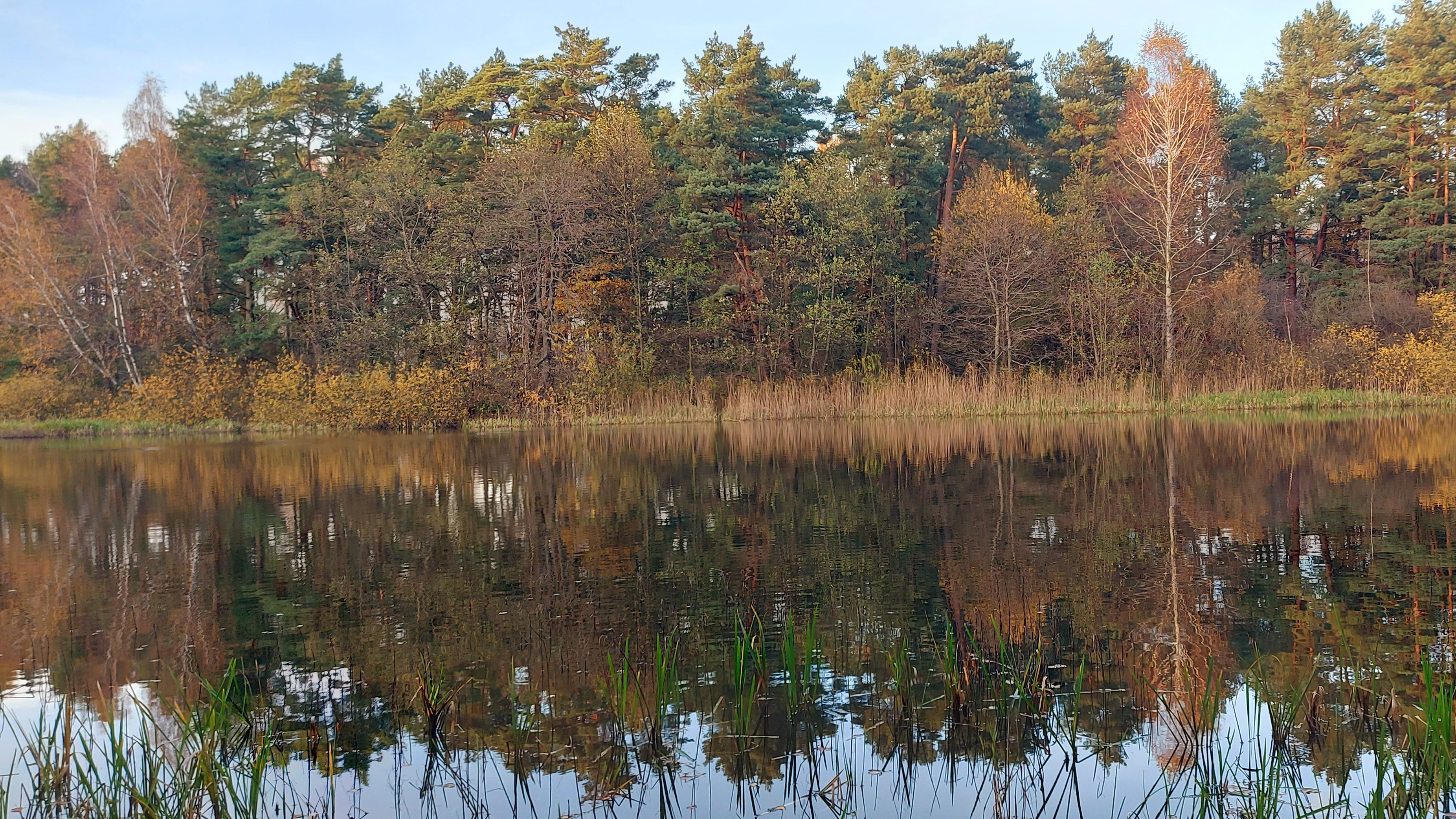 Влог о том,как мы в лес ездили за корой.#мульча#садовыйдекор#любимаядача