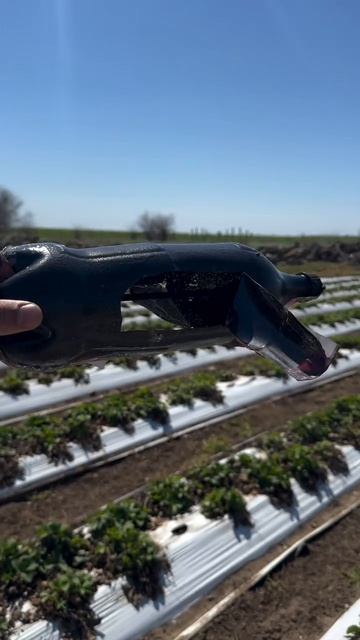 Борьба с птицами на клубничном поле.