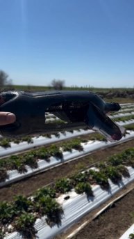 Борьба с птицами на клубничном поле.