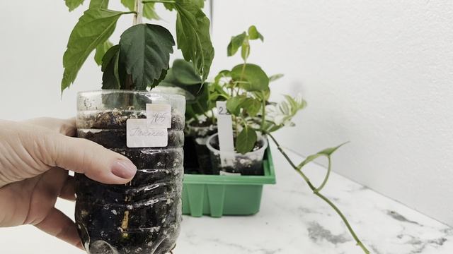 Осенняя акция 💥продолжается. Излишки растений и наборы ☘️🌸🌿на 04.11.25г