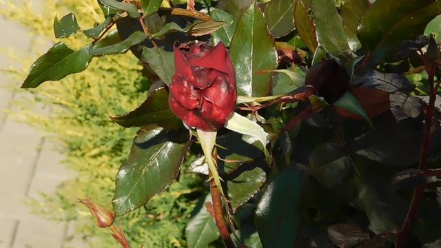 03=11=2025 ник КМР (31)