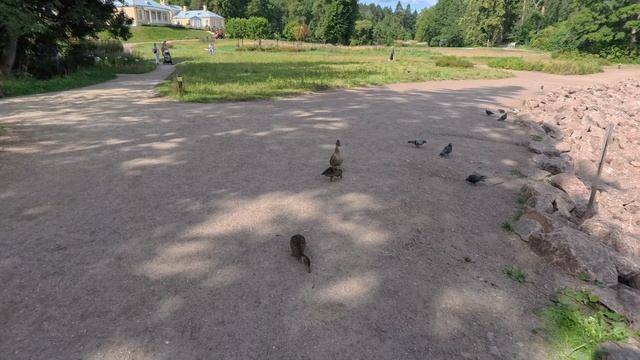 VID_20250811_113934_099