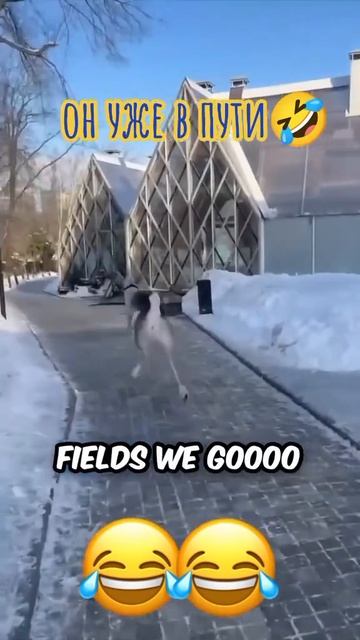 🎄🦌 "Олень уже в пути! 🎶 Новый год уже близко! 🎅🎵"