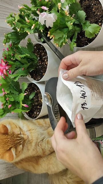 ЛЬЮ в ДЕКАБРИСТ и даже слабый цветок сразу зацветет #декабрист