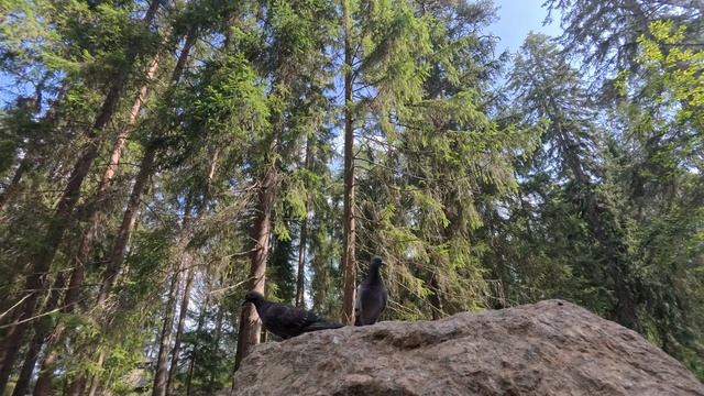 Выборг. VID_20250811_125616_119