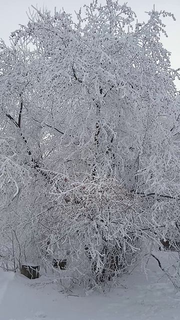 яблоня в убранстве