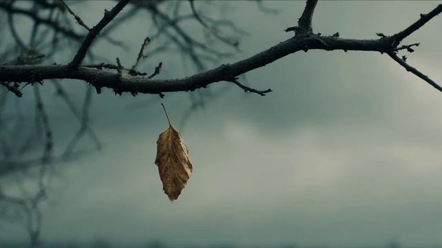 Лихие гусары и переговоры