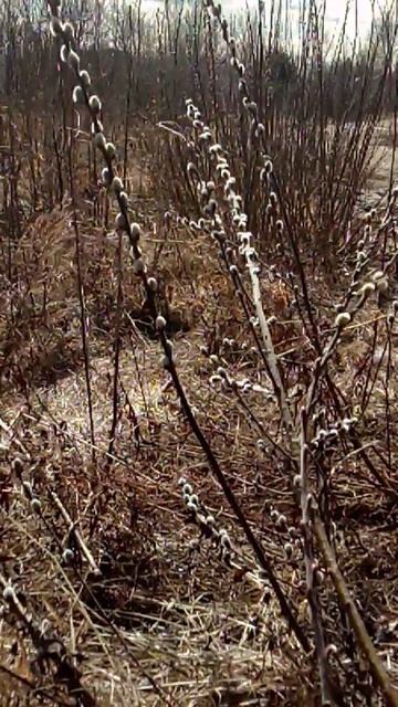 ВЕСНОЙ РАСПУСТИЛИСЬ ВЕРБОЧКИ ПОДПИШИСЬ