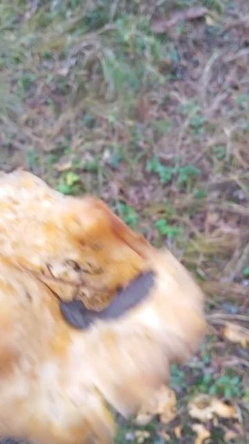 Букет из последних лисичек осеннего леса