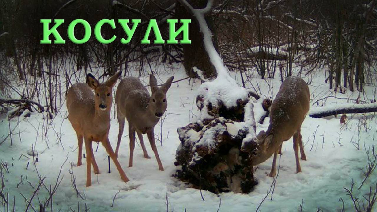 Солонец для косули Фотоловушка в лесу