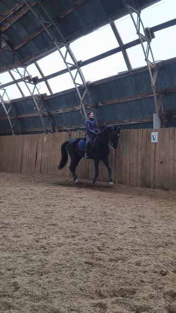 Оксана Новикова и Дольче Вита, галоп по стенке в манеже.