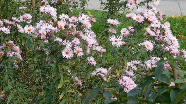 02=11=2025 ник КРАСНОДАР (106)