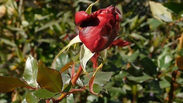 03=11=2025  ник  КМР (40)