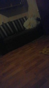 VID_20251104_004939.mp4