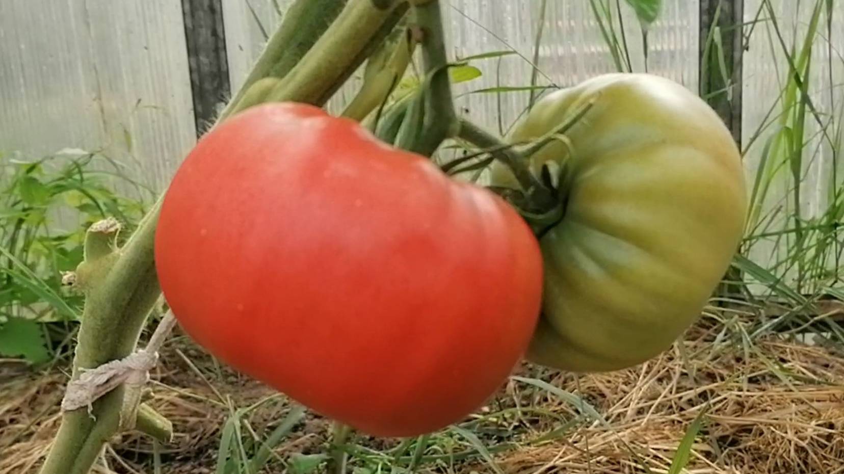 Крупноплодные и вкусные томаты: когда один помидор — это уже салат!